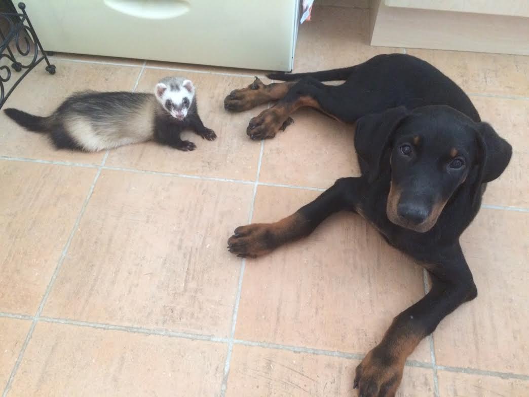 domainedelalicorne.fr Elevage de beauceron chiot beauceron pure race élevage du clos de la licorne elevage des gardiens de la licorne elevage beauceron noir et feu authentique gros gabarits élevage de Beauceron familial sérieux et qualité domainedelalicorne.fr suivi des chiots conseil d’éducation chiot propre bas rouge santé caractère spécialiste du beauceron noir et feu ou arlequin chien rustique berger de France  nos chiots sont élevés avec amour et attention notre passion au service de la qualité Beauceron de qualité et sportif domaine de la licorne 04380 BARRAS élevage en liberté éleveur berger de beauce élevage de beauceron de travail 